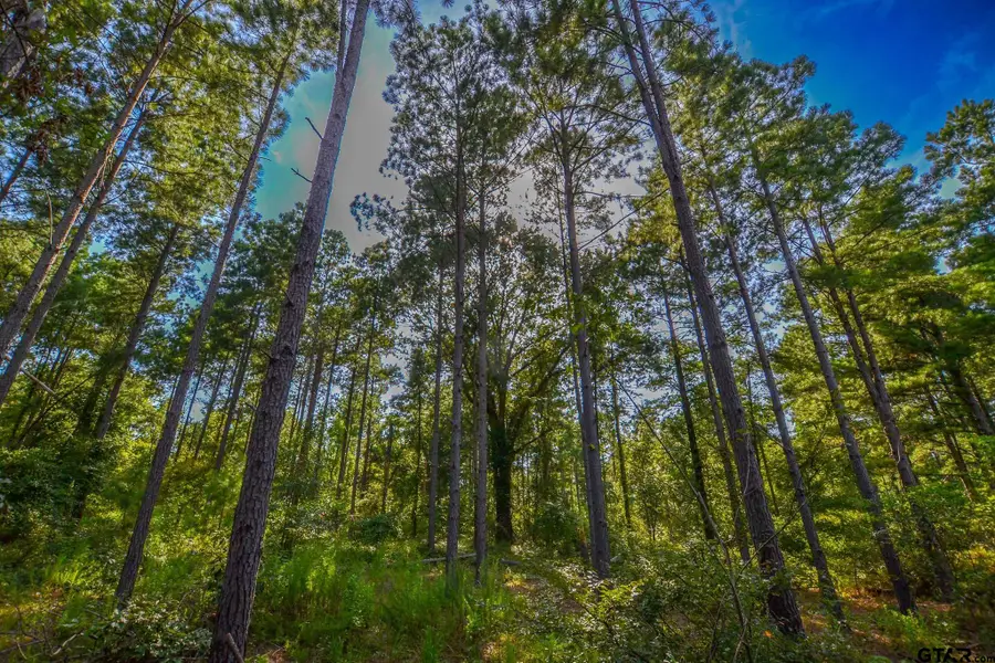 Tract 19 CR 4224, Frankston, TX 75763 - Image #3