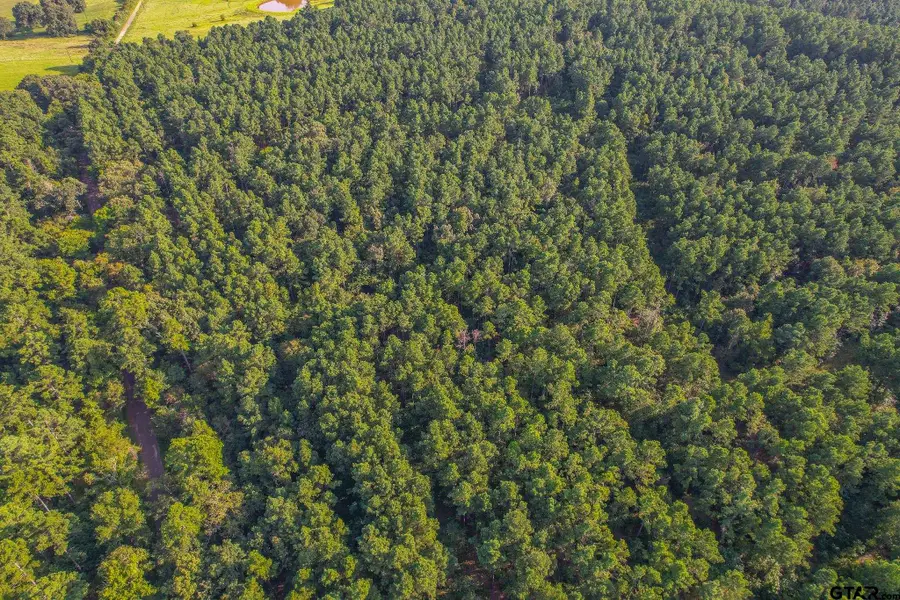 Tract 20 CR 4224, Frankston, TX 75763 - Image #2