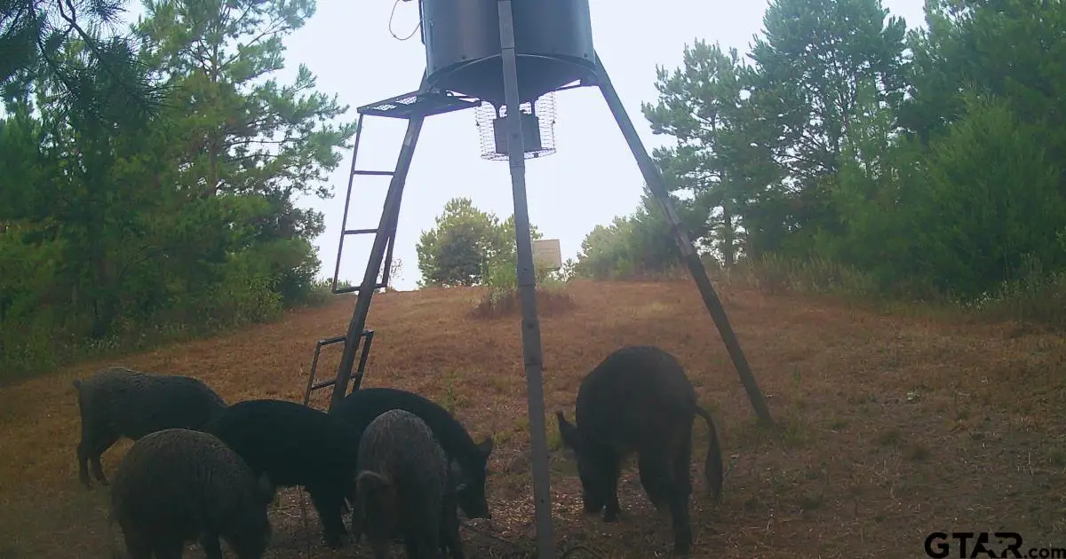 TBD County Road 1634, Linden, TX 75563 - Image #1