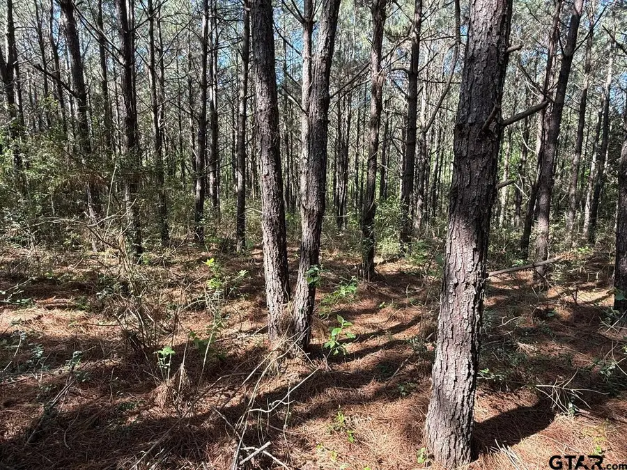 686 Pr 5102, Kennard, TX 75847 - #2