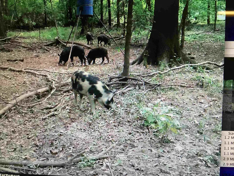 TBD 18.77 acres FM 279, Chandler, TX 75758 - Image #2