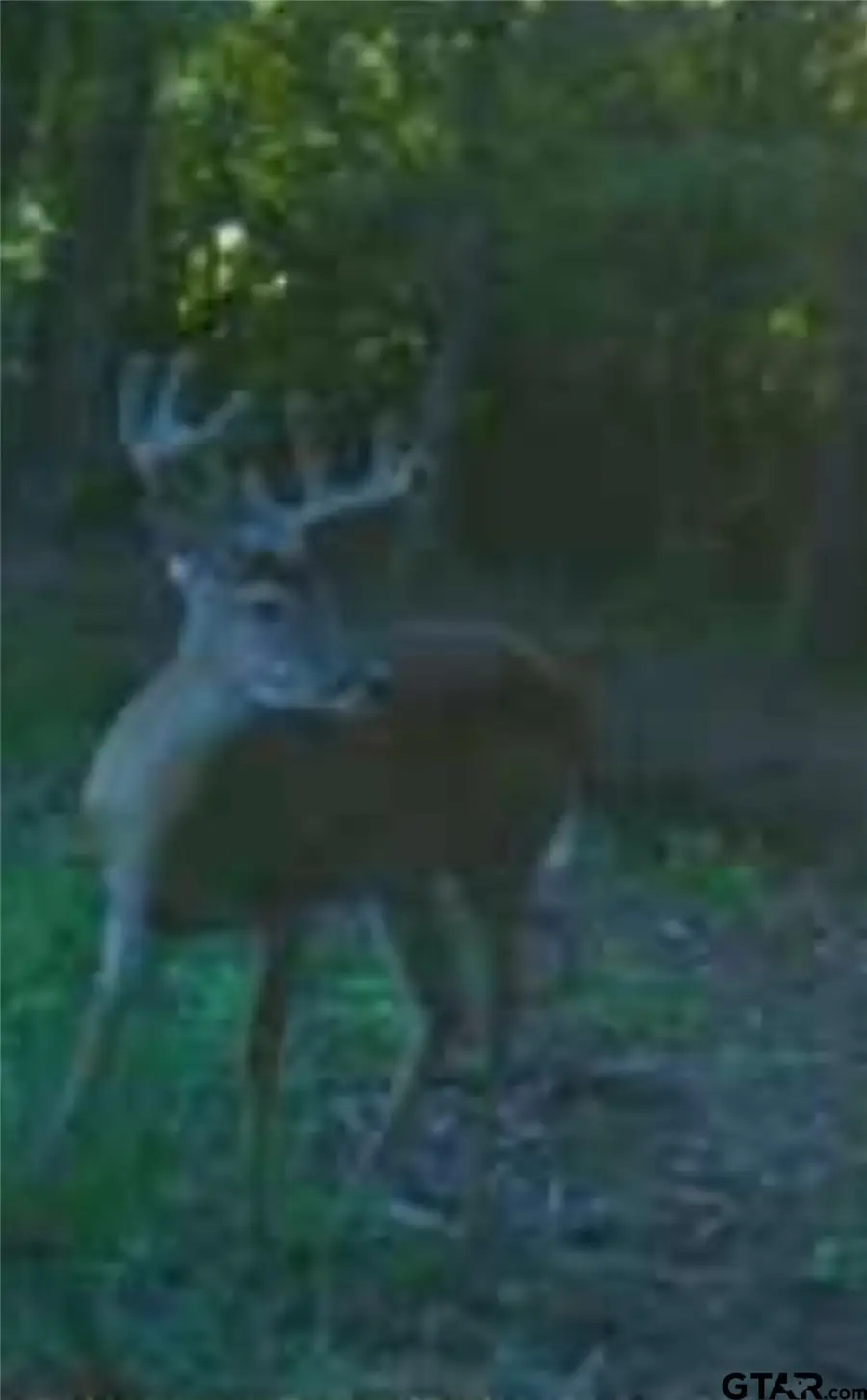 61.32 Acres County Road 3417, Emory, TX 75440 - Image #3