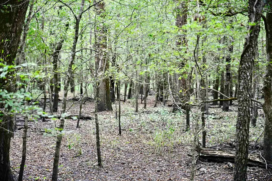 TBD FM 71, Talco, TX 75487 - Image #3