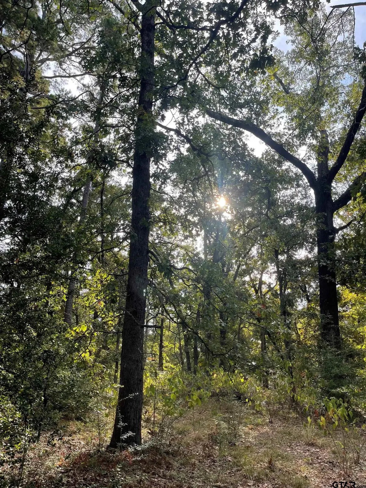 246 Spring Lake Knoll, Holly Lake Ranch, TX 75765 - Image #1