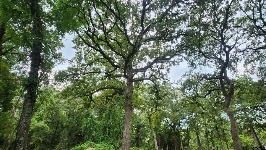 Lots 4,5,6 Holly Glen, Murchison, TX 75778 - #3