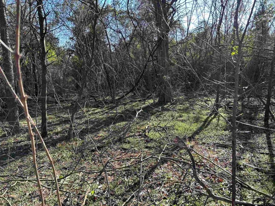TBD Cr 3324, Pittsburg, TX 75686 - #3