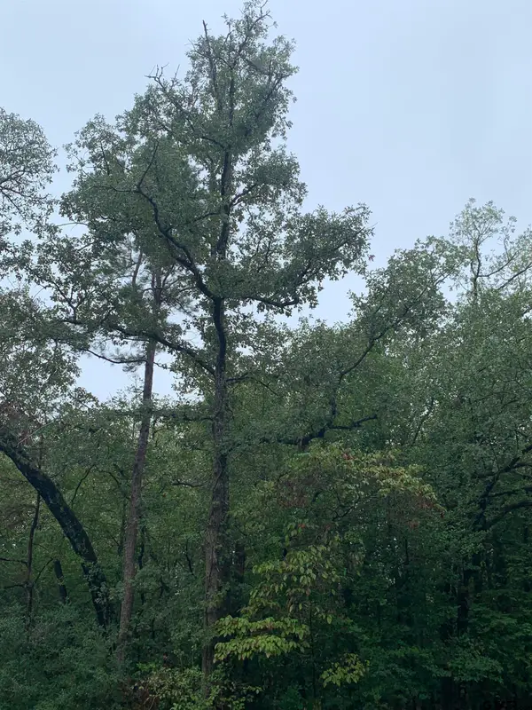 209 Starleaf Lane, Holly Lake Ranch, TX 75765
