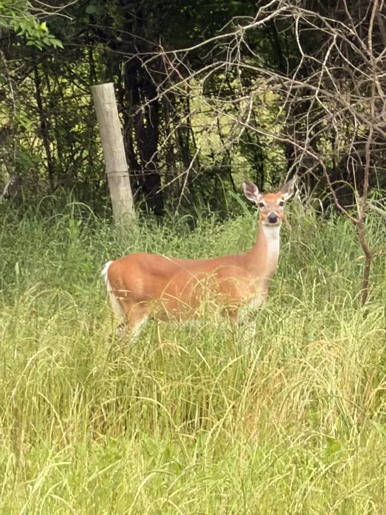 Lot 356 Grand View Dr, Athens, TX 75752 - #2