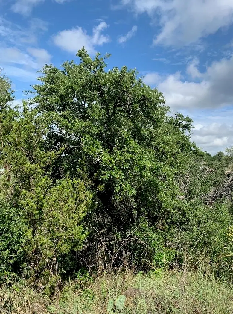 TBD Cr 137, Burnet, TX 78611 - Image #1