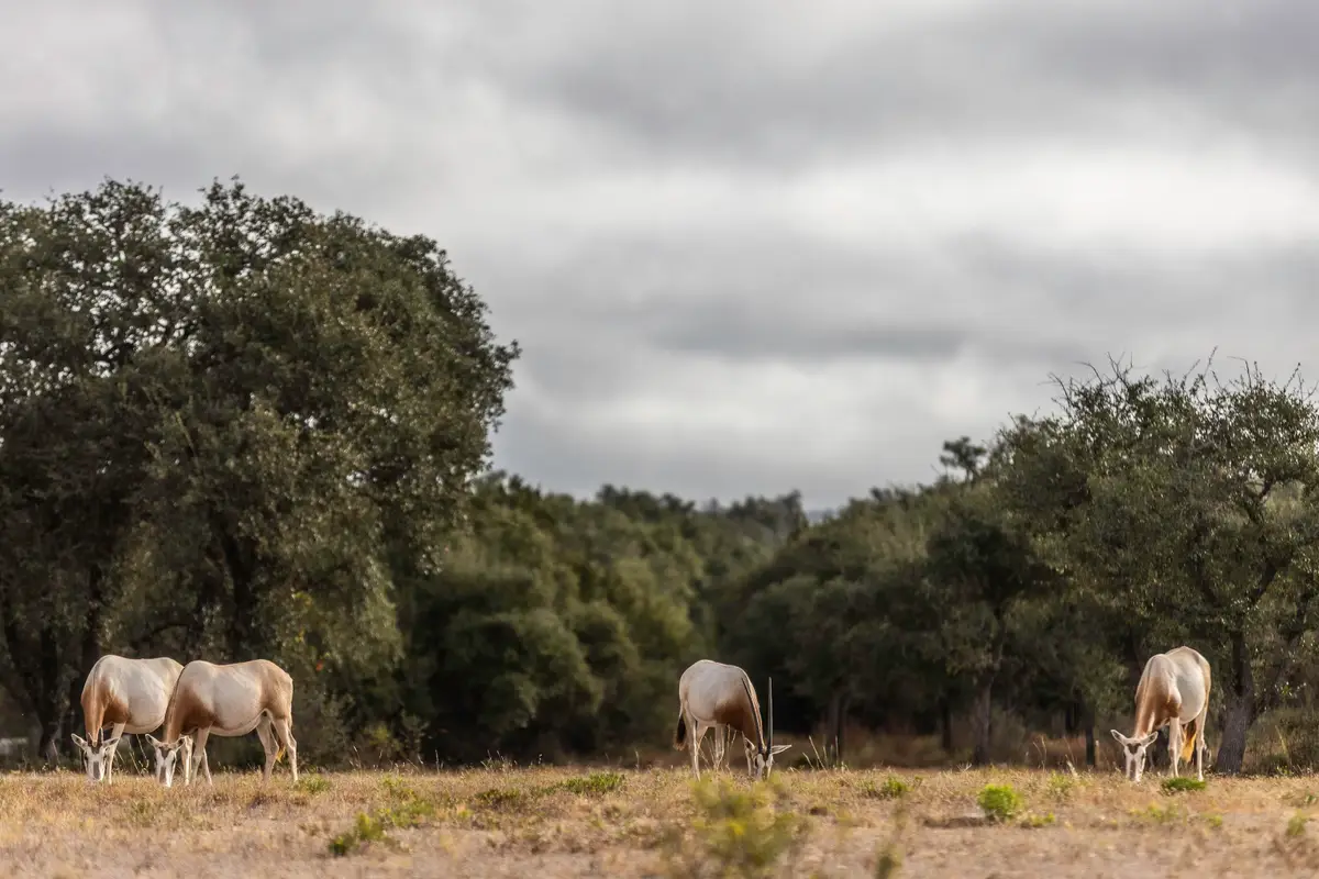 TBD Legacy Hills, Johnson City, TX 78636 - Image #1