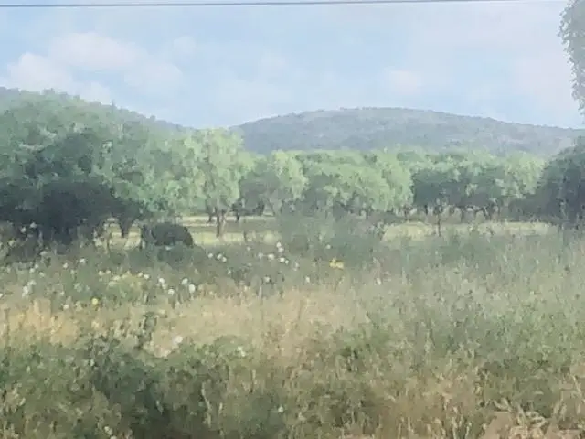 297 & 298 Elkhorn, Kingsland, TX 78639-6105 - Image #1