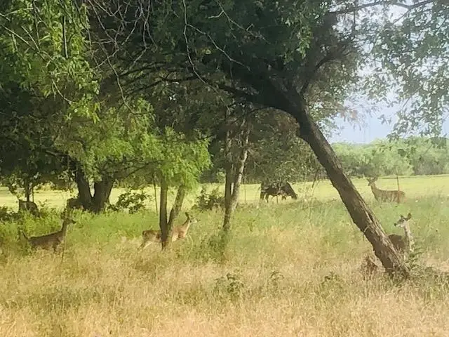 297 & 298 Elkhorn, Kingsland, TX 78639-6105 - Image #2