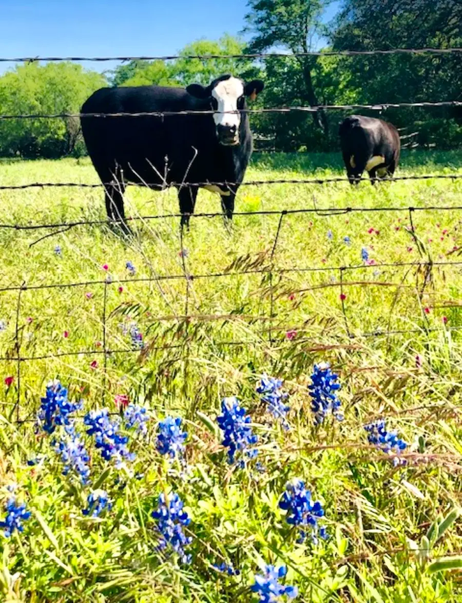 297 & 298 Elkhorn, Kingsland, TX 78639-6105 - Image #3