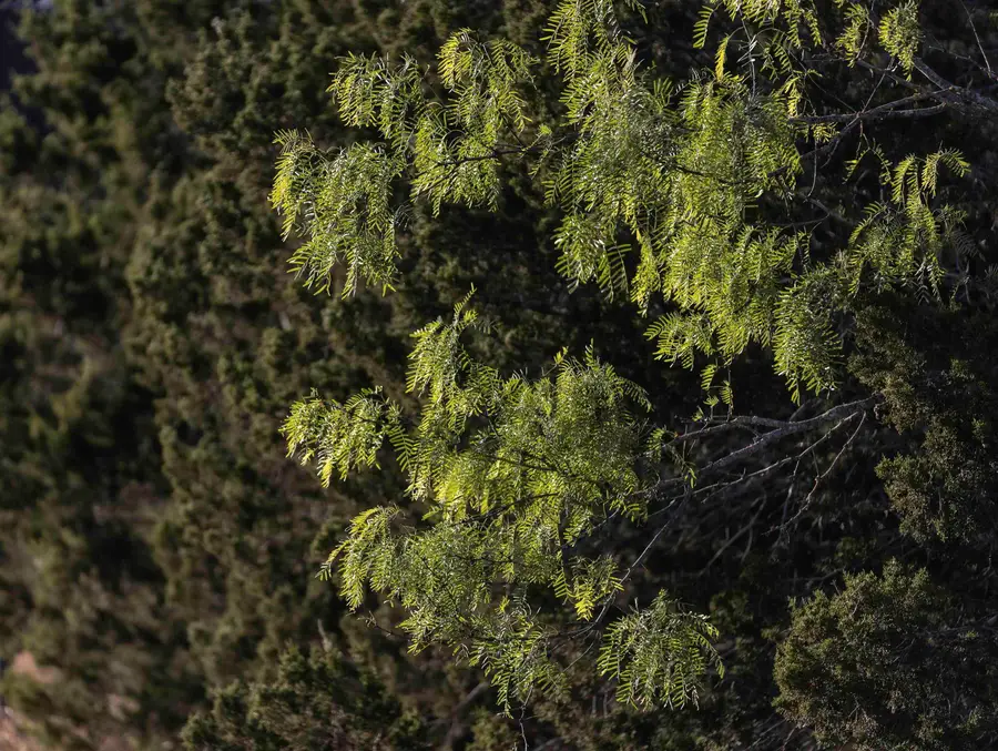 TBD Herbert Schaefer Road, Fredericksburg, TX 78624 - Image #2