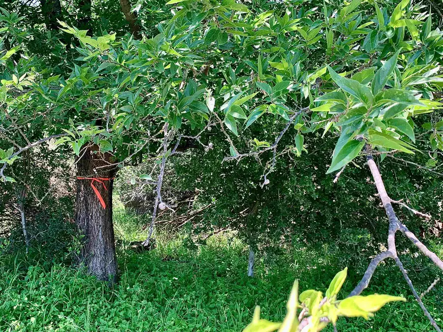 Lot 520 Aspen Lane, Cottonwood Shores, TX 78657 - Image #2