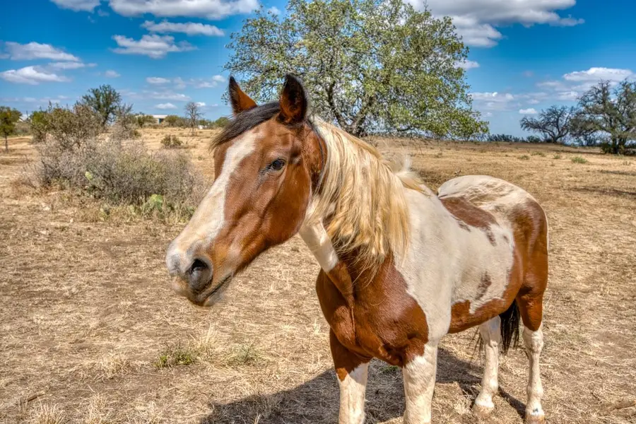 884 Sandy Mountain Drive, Sunrise Beach Village, TX 78643 - Image #2