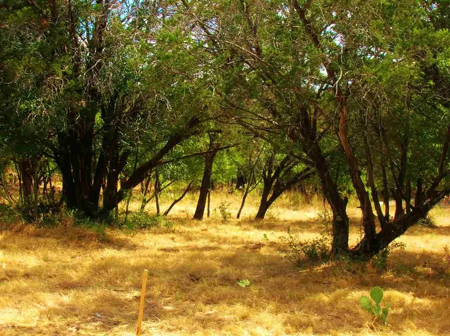 735 Birch (4lots Street To Street) Lane, Cottonwood Shores, TX 78657 - Image #2