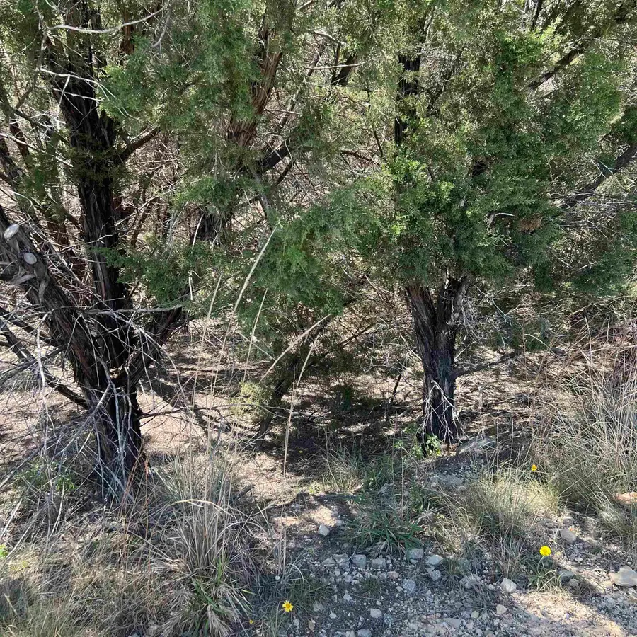 28524 Paradise Manor Drive, Marble Falls, TX 78654 - #3