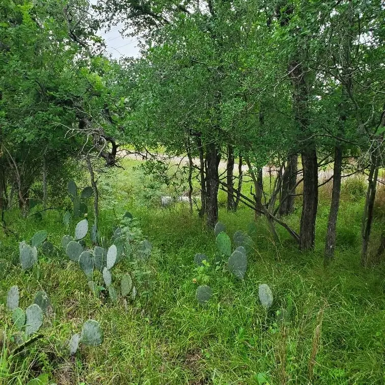 Lots 521, 522 Lake Drive, Granite Shoals, TX 78964 - #2