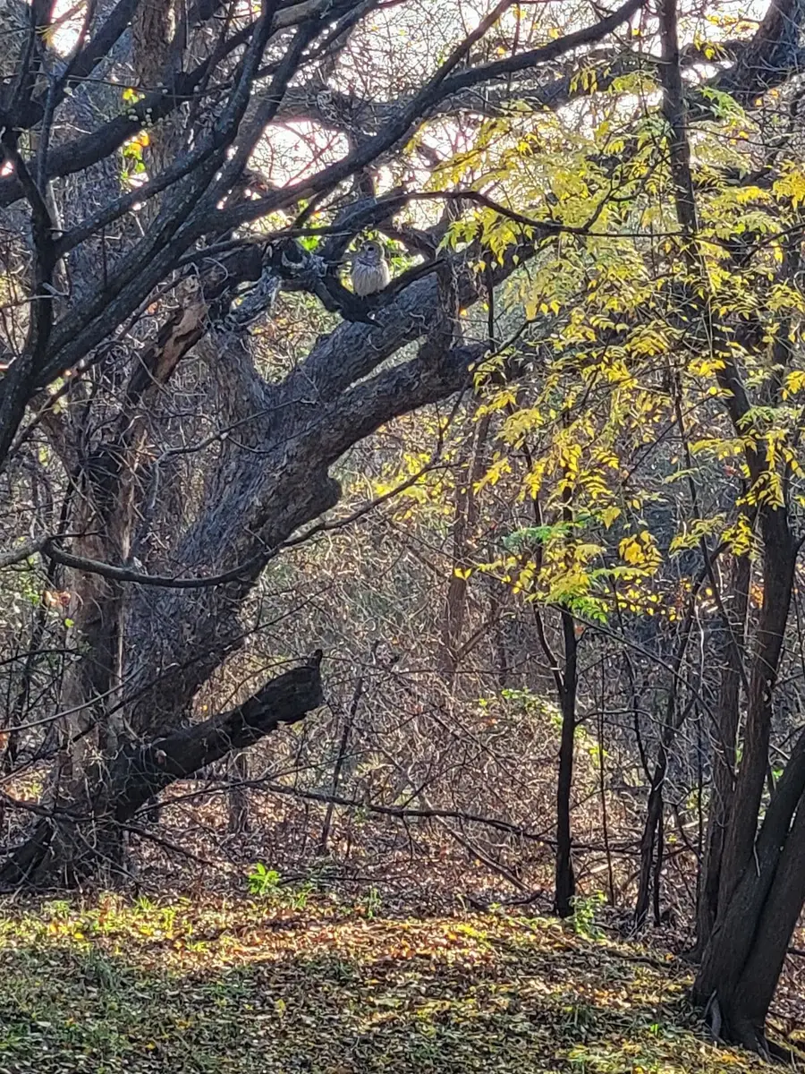 Corner Llano Oaks And 152, Llano, TX 78643 - #3