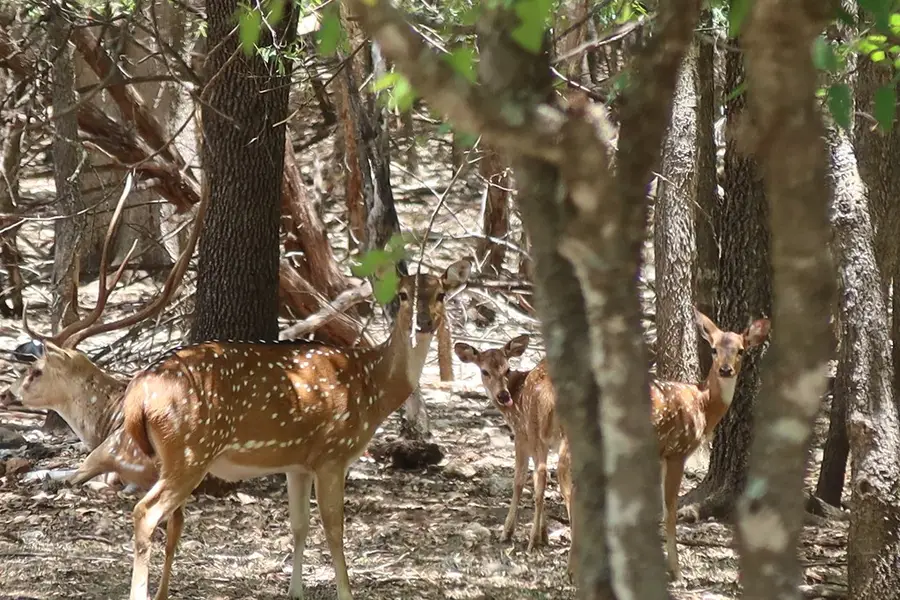 19 & 20 Cedar St, Bandera, TX 78003 - Image #2