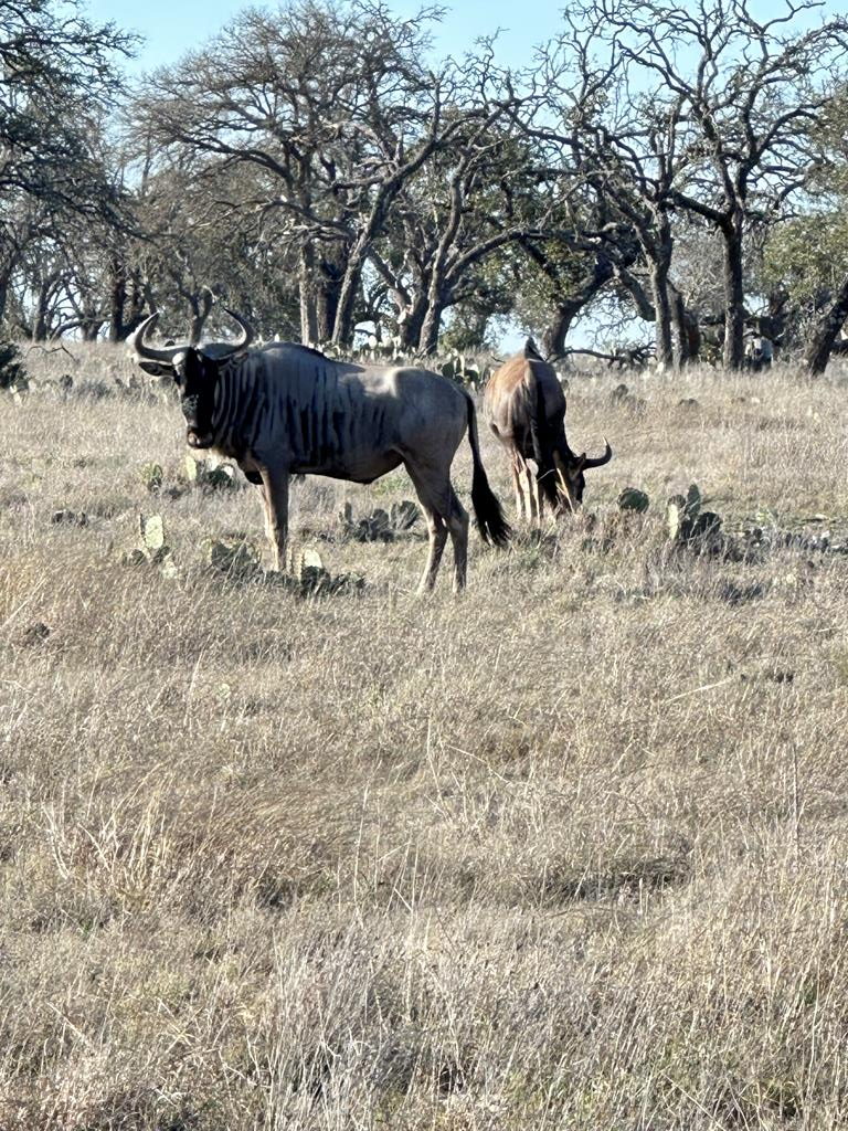 Lot 106 Oryx View Dr, Harper, TX 78631 - Image #1
