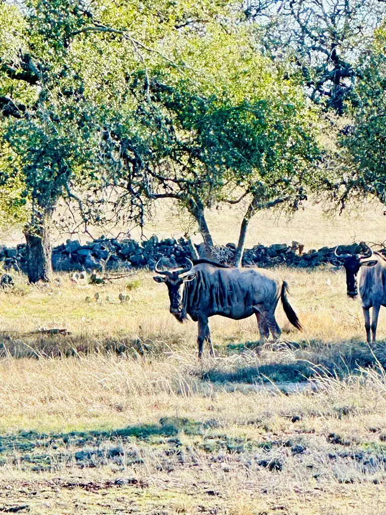 Lot 106 Oryx View Dr, Harper, TX 78631 - Image #2