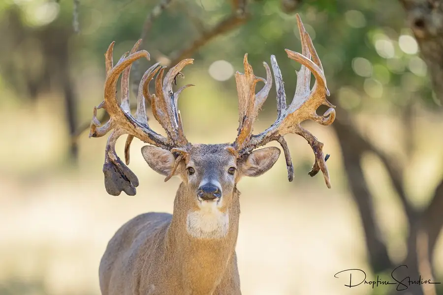 820 Bobby Shelton Ranch Rd, Mountain Home, TX 78058 - Image #3