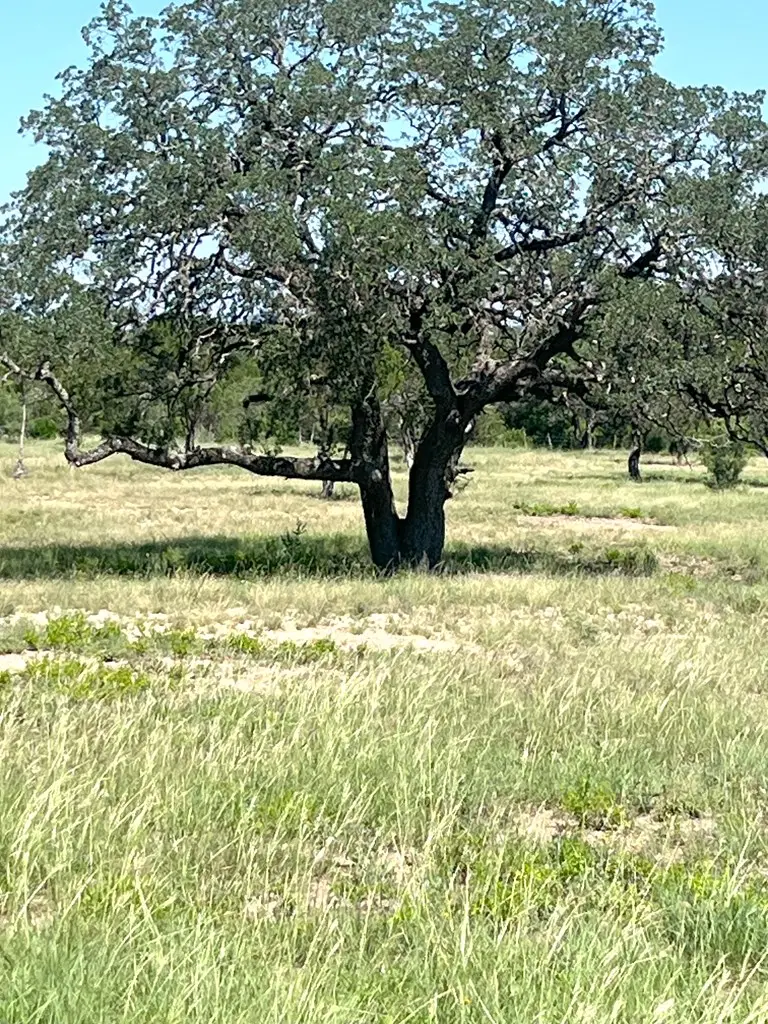 613 Oriole Ave., Camp Wood, TX 78833 - Image #3