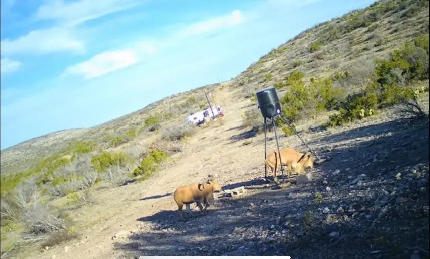 2625 High Lonesome Rd, Comstock, TX 78837 - Image #2