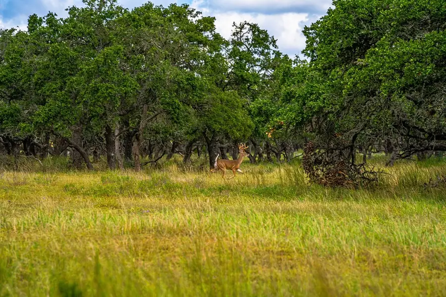 20 Legacy Oaks Dr, Harper, TX 78631 - Image #2