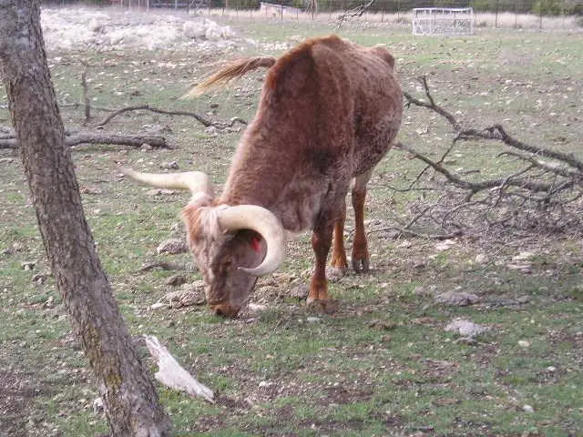 0 Harper Valley Road, Harper, TX 78631 - Image #3