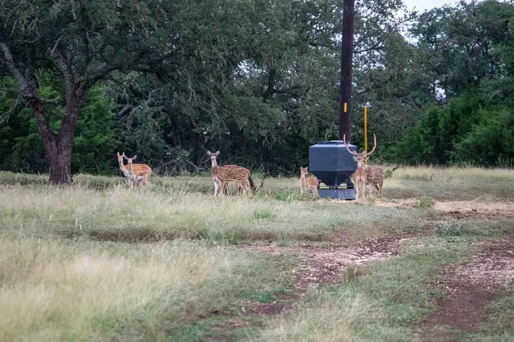 252 El Rincon Road, Mountain Home, TX 78058 - Image #1