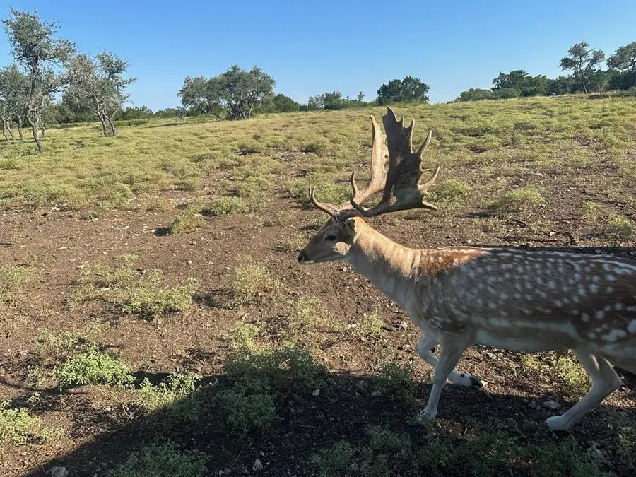 1 El Rincon Road, Mountain Home, TX 78058 - Image #2