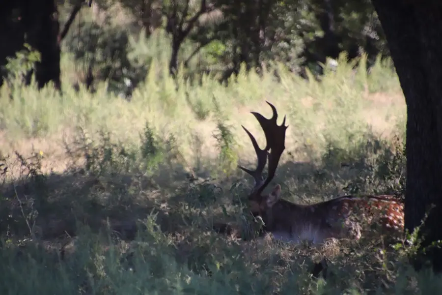 3618 Sd 52100, Rocksprings, TX 78880 - Image #2