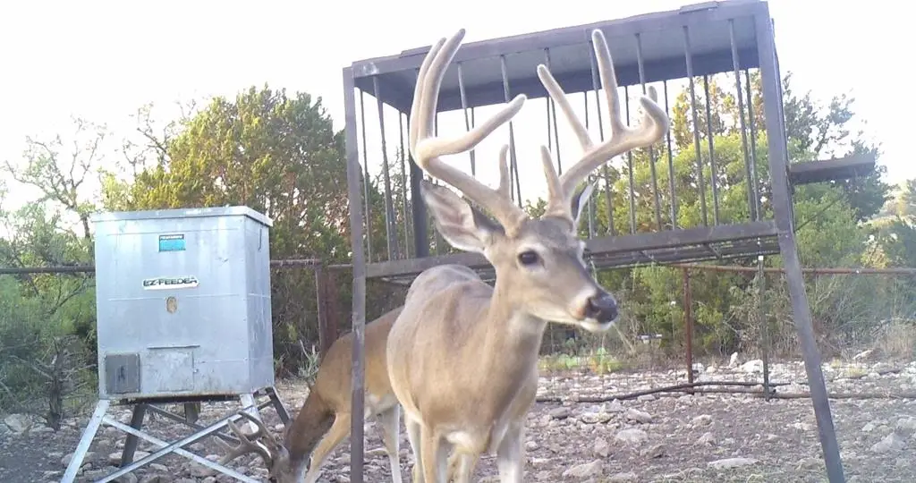 9125 Cr 450, Rocksprings, TX 78880 - Image #1