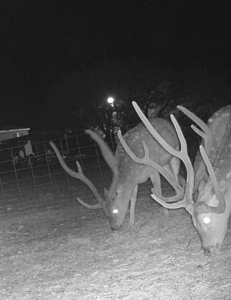 9125 Cr 450, Rocksprings, TX 78880 - Image #3