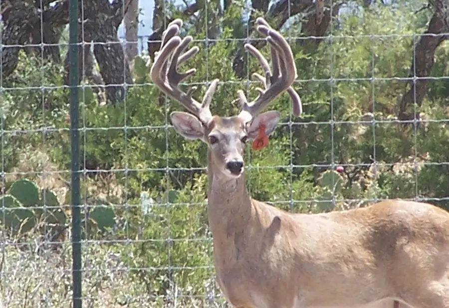 00 Hwy 41, Rocksprings, TX 78880 - Image #2