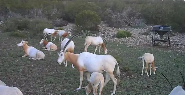 3224 Ranch Rd, Rocksprings, TX 78880