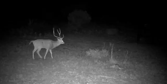 3224 Ranch Rd, Rocksprings, TX 78880 - Image #3