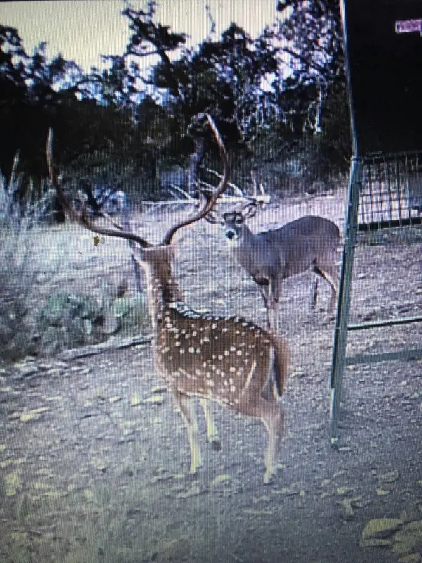 1029 Fairview Rd, Rocksprings, TX 78880 - Image #2