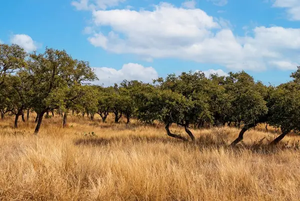 00 Caprock Ridge Dr, Kerrville, TX 78028