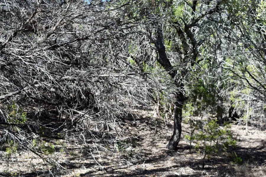 111 E Hondo Oaks Dr, Tarpley, TX 78883 - #3