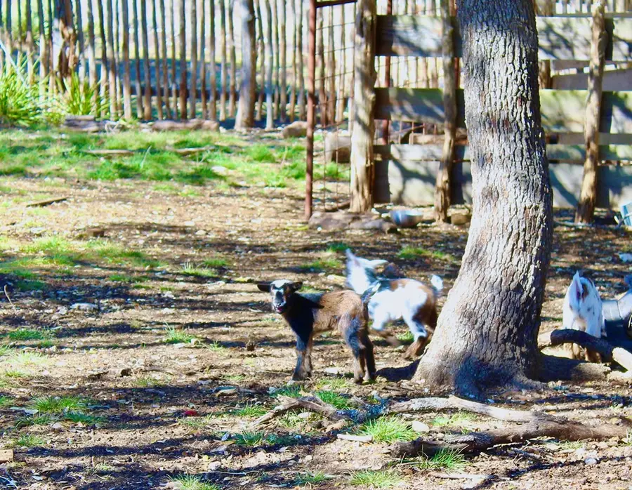 190 NW Leigh Circle, Mountain Home, TX 78058 - #2