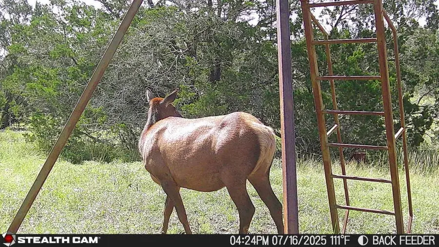 462 Schenk-witkowski Rd, Rocksprings, TX 78880 - #3