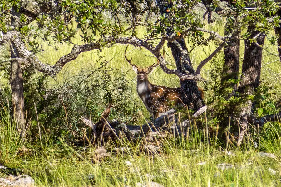 TBD Hwy 39, Hunt, TX 78024 - #3