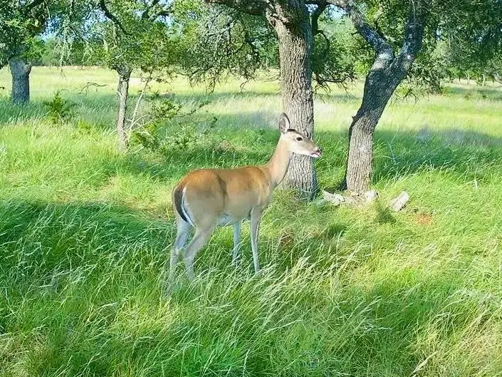 121 Paloma Ranch Rd, Mountain Home, TX 78058 - #2