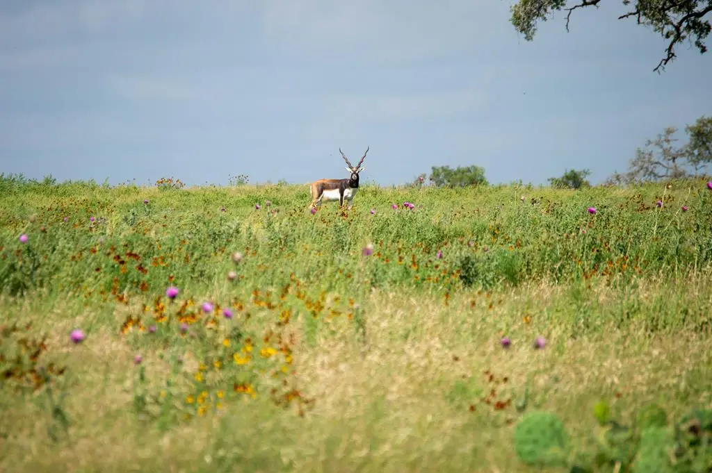 46 Cattlemans Crossing Dr, Kerrville, TX 78028 - #1