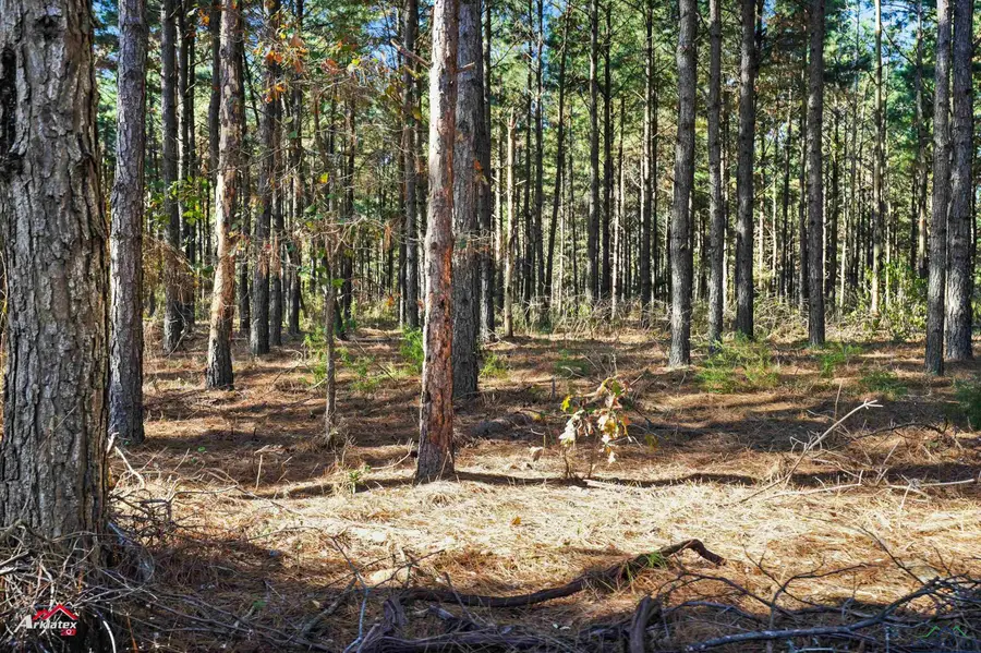 TBD S CR 451 D, Laneville, TX 75667 - Image #3