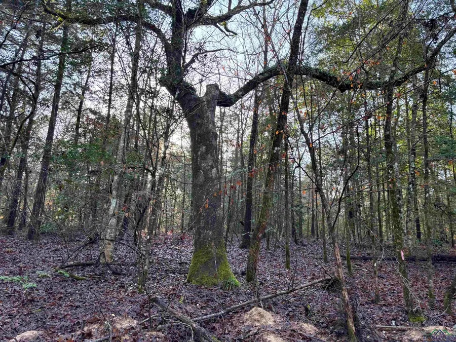 TBD CR 1784, Jefferson, TX 75657 - Image #2